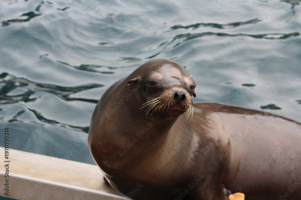 Obraz premium the tired sea lion