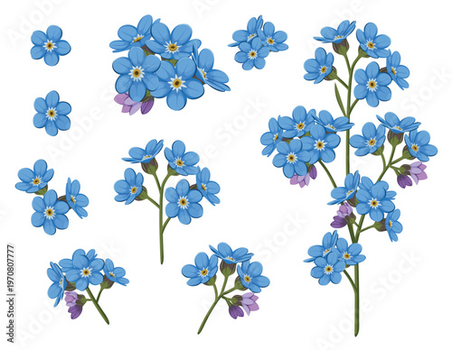 Set of forget-me-nots on a white background. Wild flowers. Vector.
