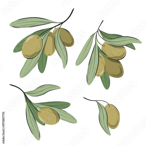 Set of olive branches on a white background. Vector.
