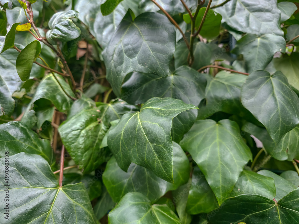 Fototapeta premium Lush, close-up texture of vibrant green English ivy leaves growing on a garden fence, perfect for botanical backgrounds or nature-themed projects.