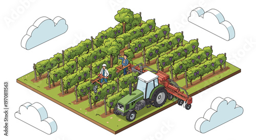 Modern vineyard harvesting process uses a green tractor and specialized machinery alongside agricultural workers picking grapes in the fields.