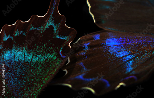 Papilio maackii. Colorful exotic swallowtail butterfly wings isolated on blac...