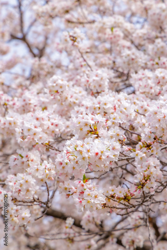 満開の桜