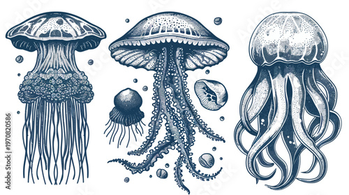Three illustrated jellyfish with varied forms, textures, and shading on a white background