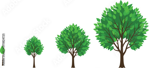 Tree growth stages collection featuring a small sapling developing into a large leafy green tree isolated on white background for life cycle concepts.