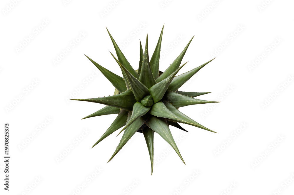 Fototapeta premium Agave succulent plant from top view on transparent background