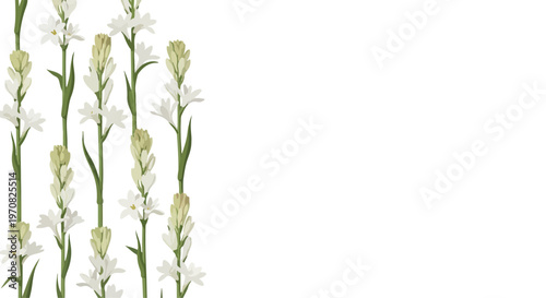 Delicate white tuberose flowers arranged in a vertical pattern on a clean white background with copy space