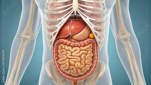 Human digestive system with adipose tissue shown in detailed anatomical illustration highlighting intestines and rib cage bones