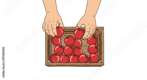 A pair of hands is carefully placing bright red apples into a wooden crate from an overhead perspective.