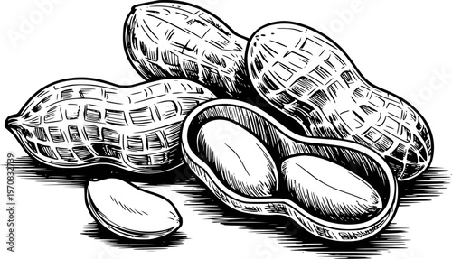 Vintage of peanuts in shells with open revealing kernels a white background food