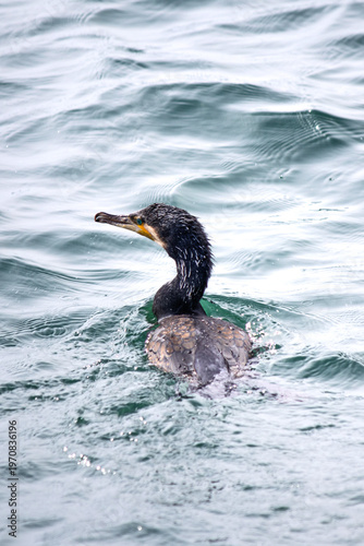 Great Cormorant (Phalacrocorax carbo) is swimming in the sea. Waterfowl, bird, animal concept. Great Cormorant is swimming on the beach in Istanbul. Ornithology.