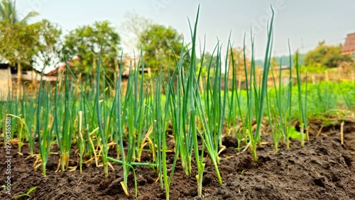 Canvastavla Green onion plants growing in vegetable garden bed