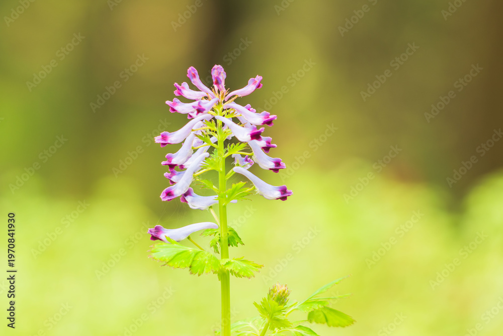 Fototapeta premium 春の野山 ムラサキケマンの紫の花08