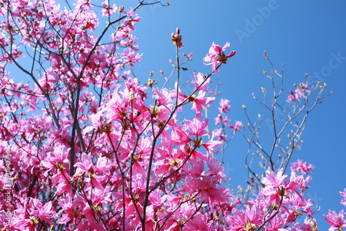 青空に映えるやまつつじ