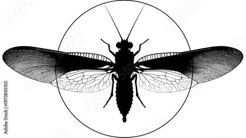Silhouetted insect inside a circle, showing intricate wing patterns and body details