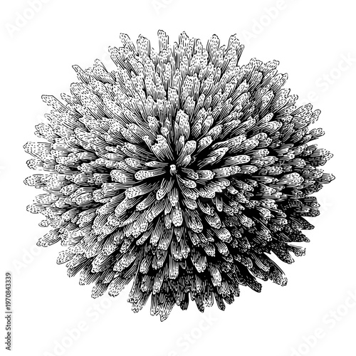 Intricate black and white ink drawing, a tightly packed round shape with multiple textured stems