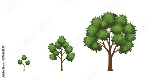 Three detailed illustrations depict the progressive growth of a deciduous tree from a small sapling to a large, mature specimen on a white background.