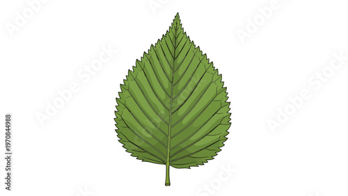 Green Leaf Close Up.