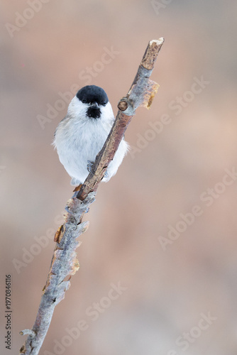 Marsh tit perched on branch with soft natural background and copy space