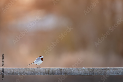 White wagtail standing on railing in warm sunset light with minimal background