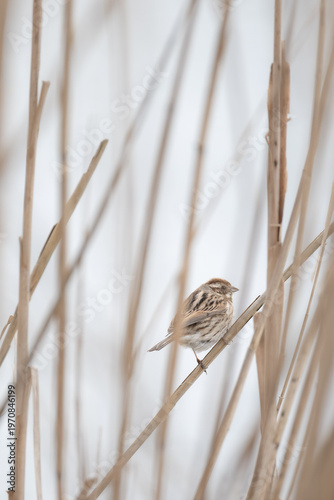 Reed bunting perched in reeds in natural habitat with soft neutral tones