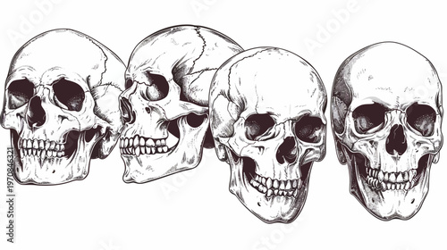 Line art illustration depicts four human skulls with varying angles and detailed shading