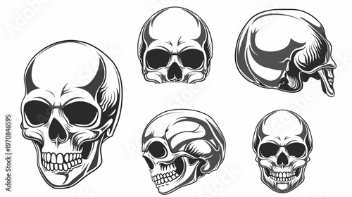 Six monochrome skull illustrations, each in a different position. Showing frontal, side, and angled views