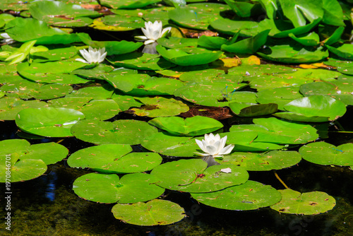 Obraz na plátně Beautiful water lily (Nymphaea) in a lake