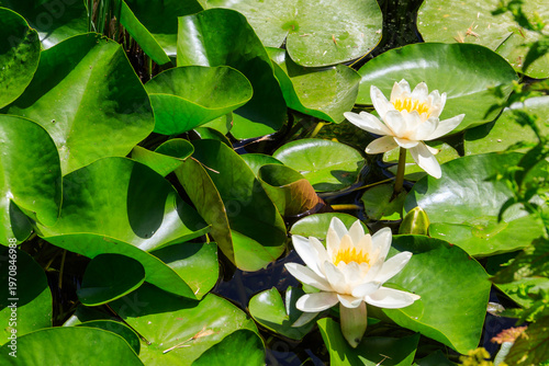 Photos Beautiful water lily (Nymphaea) in a lake