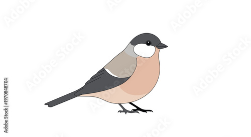 Small songbird with grey and brown plumage and white cheeks standing on a white background in a side profile view.