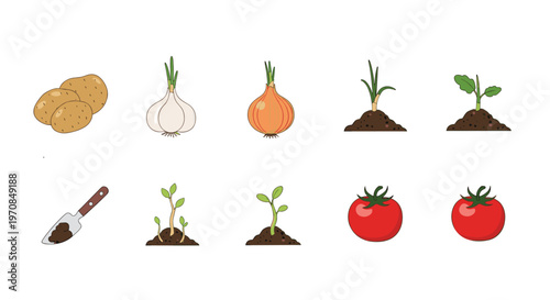 Educational set showing potato, garlic, onion, and tomato along with small plants and a garden trowel on white background.
