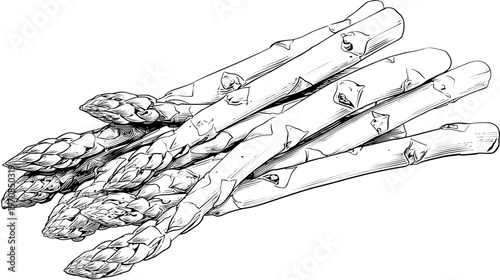 Black and white illustration of fresh asparagus spears, showcasing textured stalks