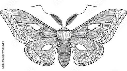 Intricate black and white illustration of a moth with detailed wings and body