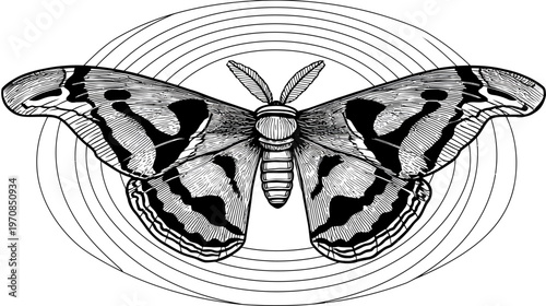 A detailed, monochrome illustration of a moth with intricate wing patterns, encircled by concentric arcs