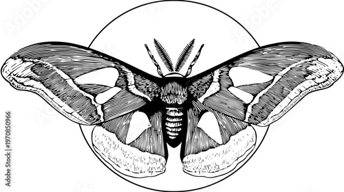 Detailed illustration of a moth with intricately patterned wings, set within a circle