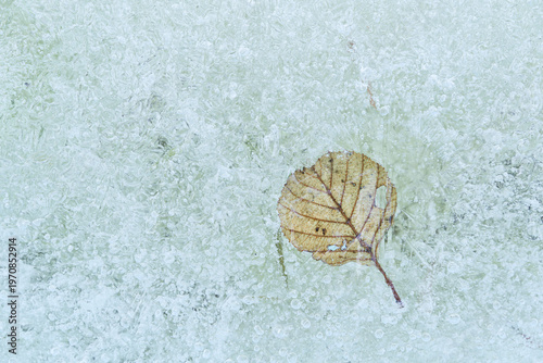 A frozen leaf trapped in clear ice is seen from above. This minimal composition highlights delicate texture, transparency and natural winter beauty in a calm, abstract form.