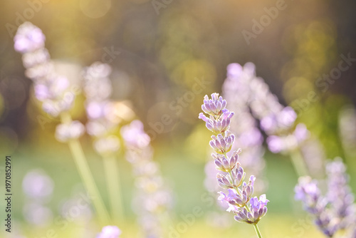 Closeup of a lavender flower reveals delicate purple petals and fine texture. This macro view highlights the plant’s natural beauty, soft focus and calming.