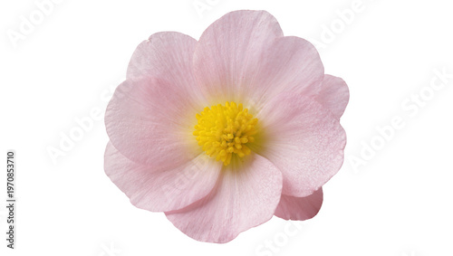 Konstfotografi Delicate pink flower with yellow stamen, displaying soft petals and natural text