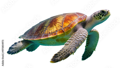 Fotografi Green sea turtle swimming gracefully, displaying mottled carapace and flippers