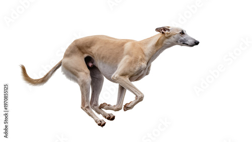 Fotografia Light tan greyhound running mid-stride focused gaze, muscular legs extended forw
