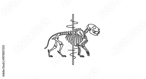 Animal Skeleton Anatomy Diagram with Rotation Axis and Motion Lines