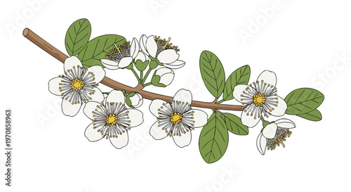 Illustration of a blooming guava tree branch with white flowers and green leaves