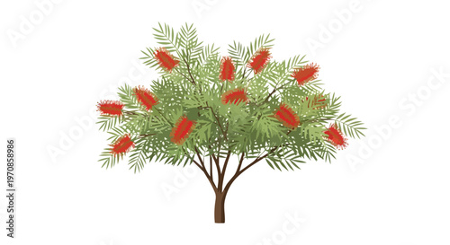 Illustration of a Bottlebrush Tree with Red Flowers