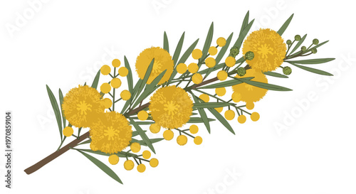 Beautiful Hand-Drawn Mimosa Flower Branch Illustration