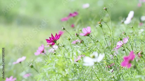 風に揺れるコスモス。公園や花壇にコスモスのある風景。スローモーション。