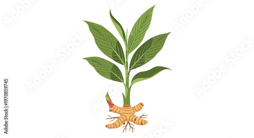 Illustration of a Fresh Turmeric Plant with Rhizome and Green Leaves