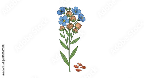 Botanical Illustration of Flax Plant with Blue Flowers and Seeds