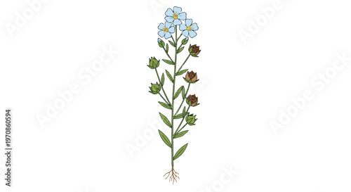 Botanical Illustration of a Flax Plant with Blue Flowers and Seed Pods