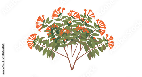 Orange Trumpet Bush Plant Illustration