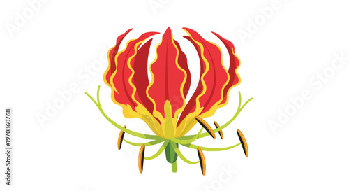 Gloriosa Lily Flower Illustration